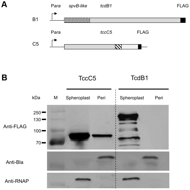 Localisation of the B and C subunits by fractionation and western blotting.