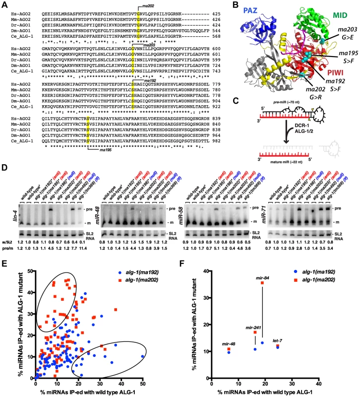 <i>alg-1(anti)</i> alleles affect conserved amino acids within the ALG-1 protein, do not affect pre-microRNA processing, and associate with microRNAs to levels comparable to wild type.