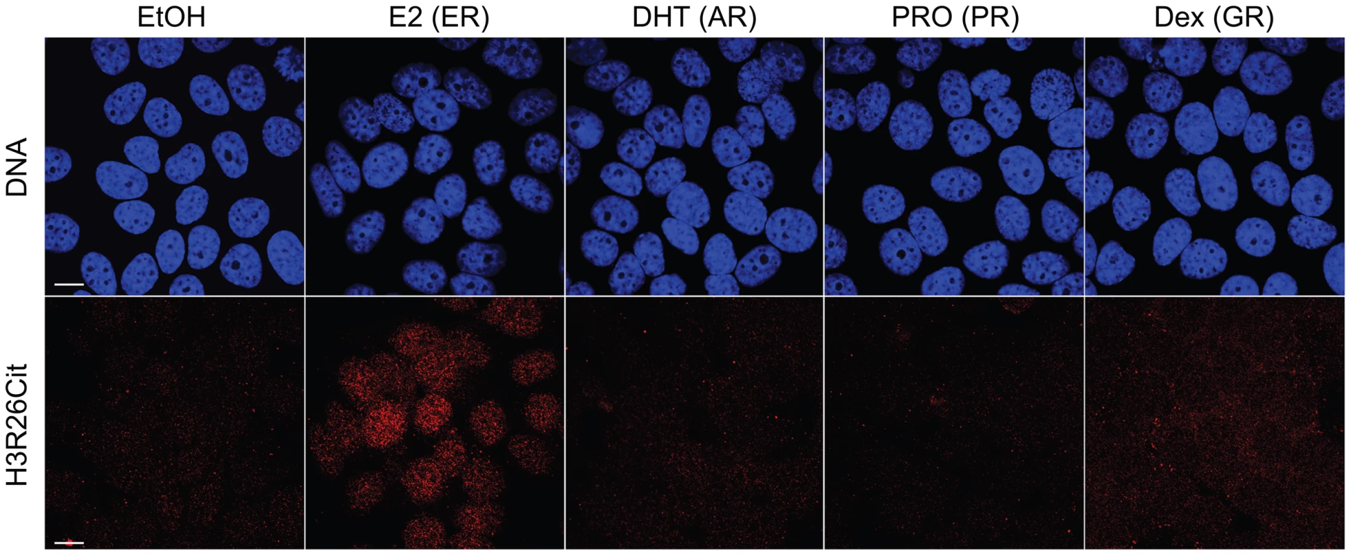 Hormone-induced H3R26Cit is unique to estradiol.