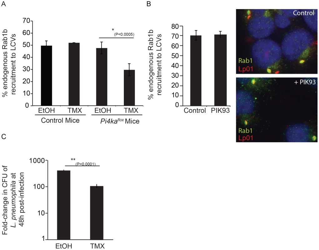 Influence of PI4KIIIα knockout on DrrA-mediated recruitment of Rab1b to LCVs in bone-marrow derived macrophages (<i>BMM</i>).