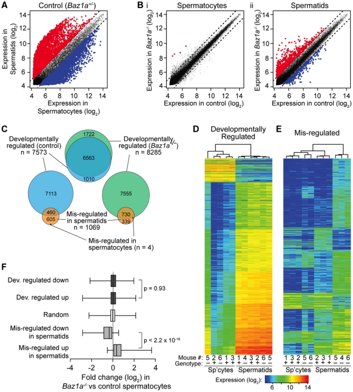 Wide-spread transcriptional perturbations in <i>Baz1a</i>-deficient spermatids.