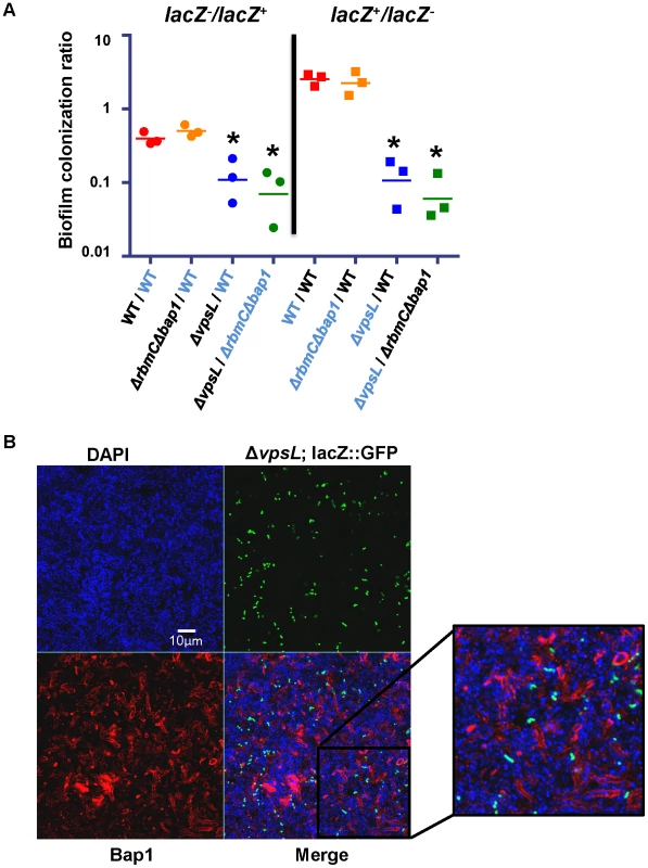 Bap1 is a shared resource; VPS exopolysaccharide is not.