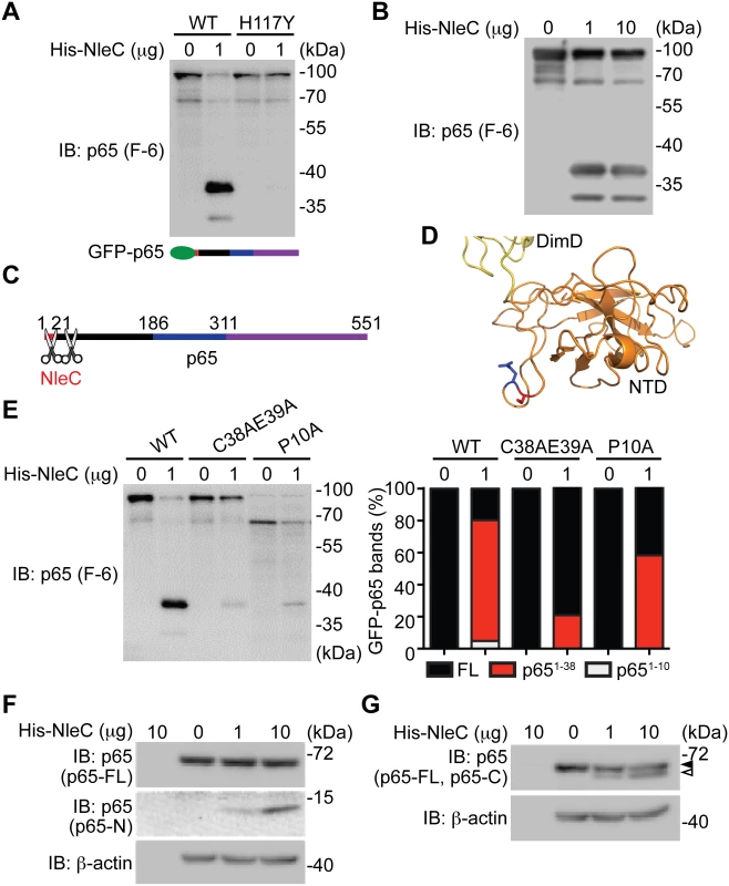 The dominant NleC cleave site on p65 is Cys38/Glu39.