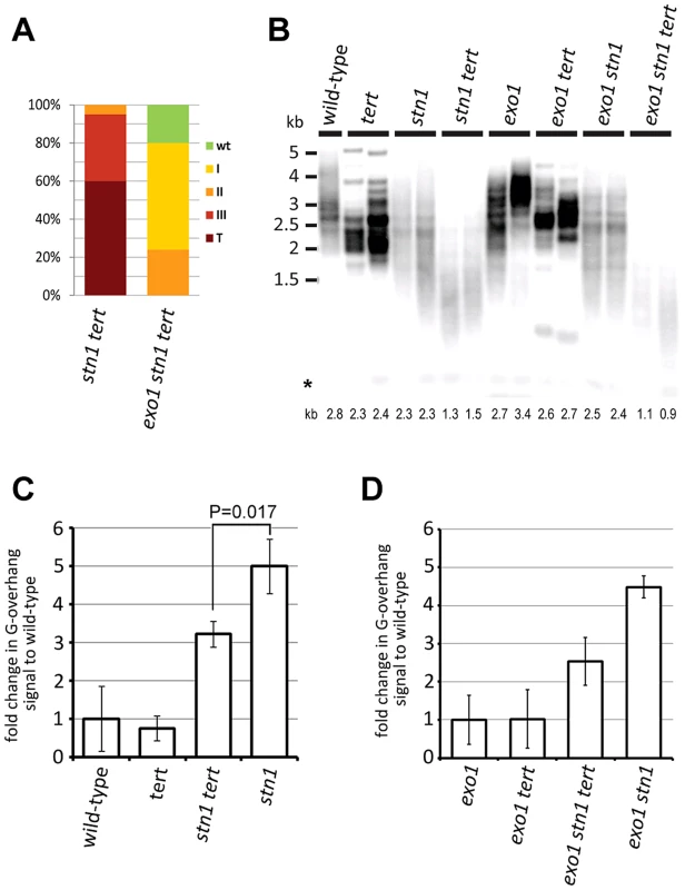 STN1 acts in the C-strand fill-in synthesis after G-strand extension by telomerase.