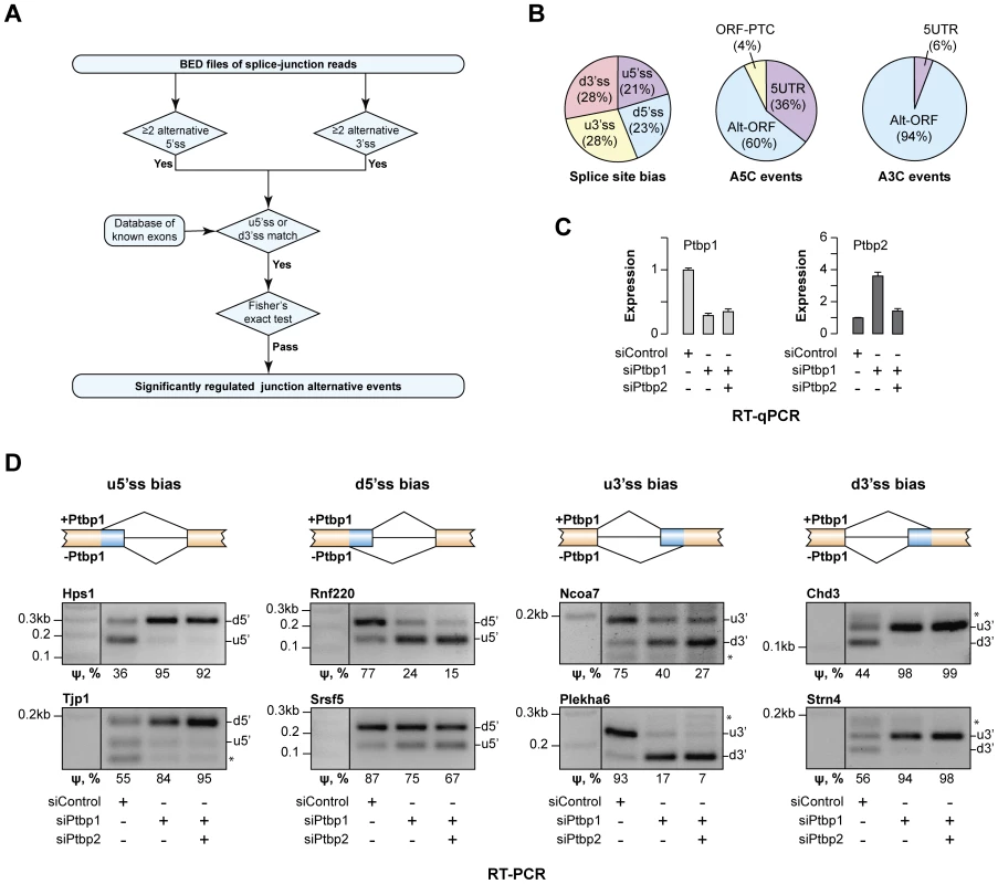 Ptbp1 regulates the choice between alternate 5′ and 3′ splice sites for an extensive set of genes.