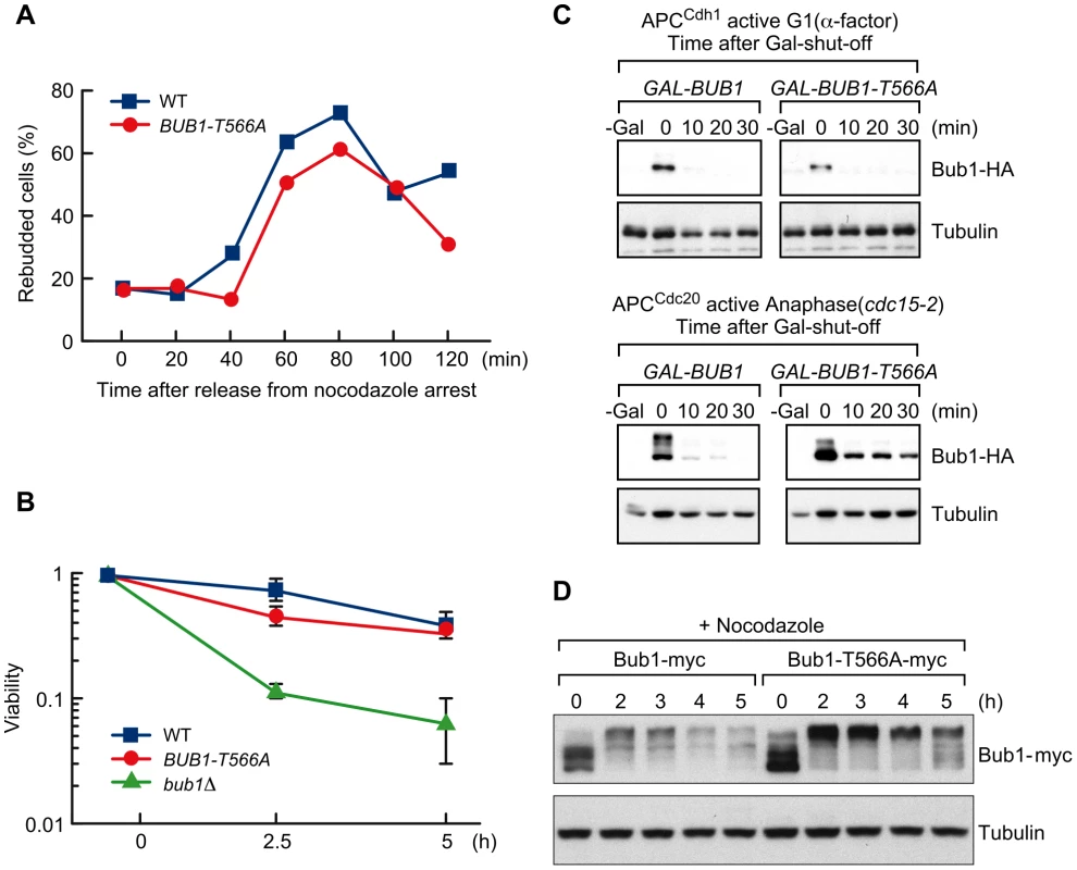 T566 phosphorylation affects Bub1 stability.