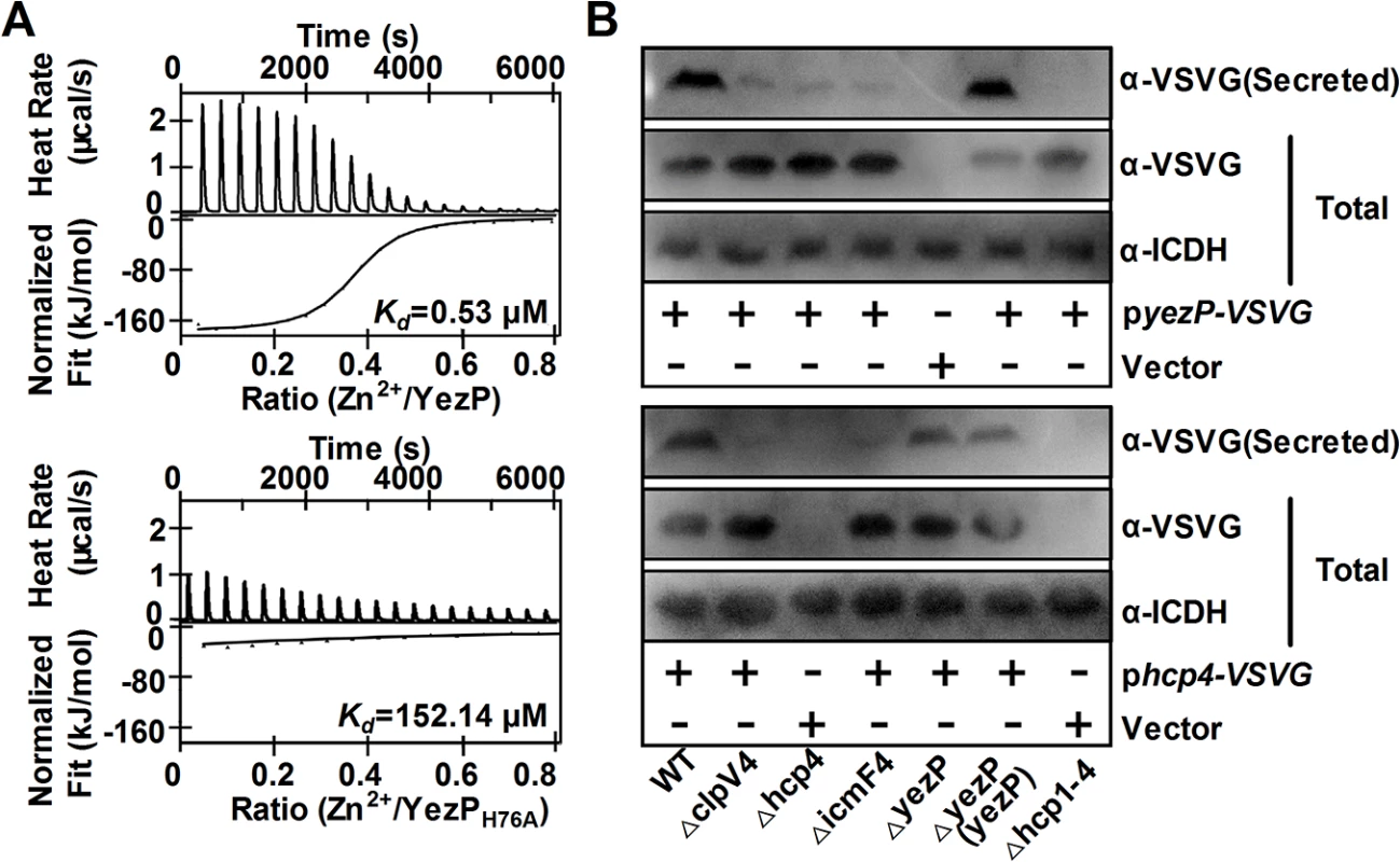 T6SS-4 translocates a Zn<sup>2+</sup>-binding protein.