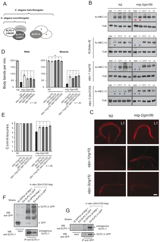 The <i>elongator</i> is required for acetylation of MEC-12/α-tubulin.