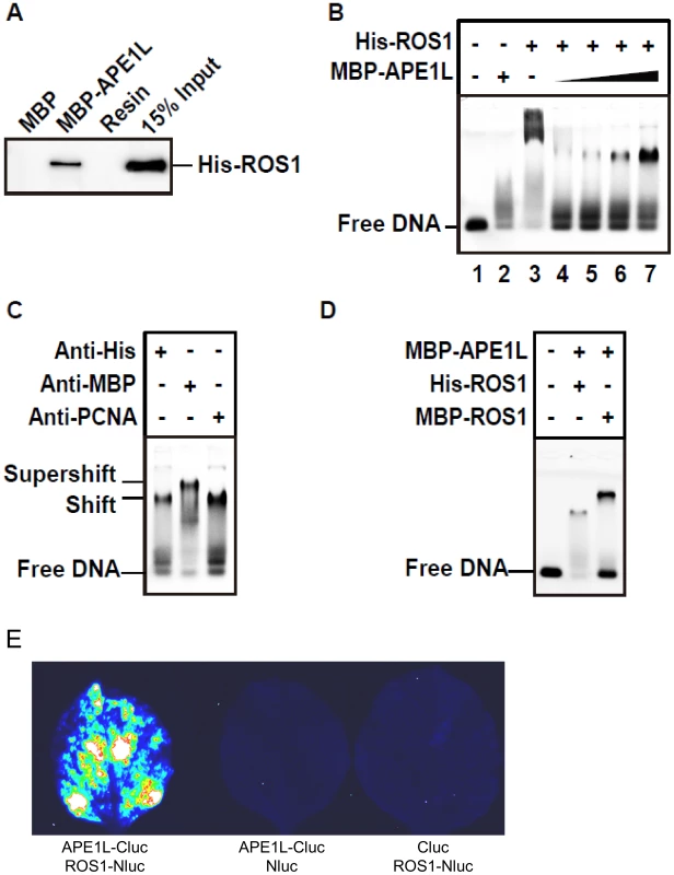APE1L and ROS1 interact <i>in vitro</i> and in tobacco leaves and form a ternary complex with DNA.
