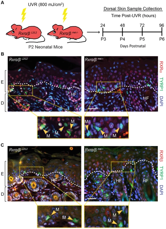 Loss of RXRs α and β are restricted to melanocytes in <i>Rxrα/β<sup>mel−/−</sup></i> mice.