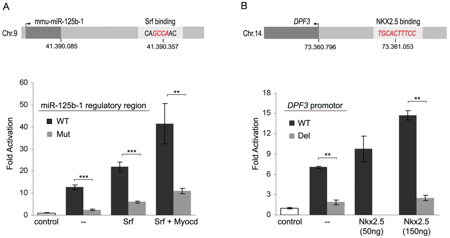 Promoter analysis of miR-125b-1 and <i>DPF3</i>.