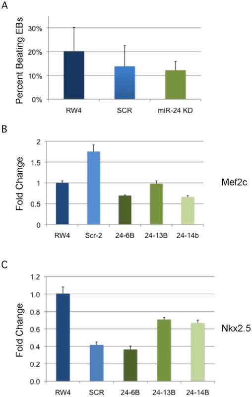 MiR-24 is not required in EBs for cardiac muscle development.
