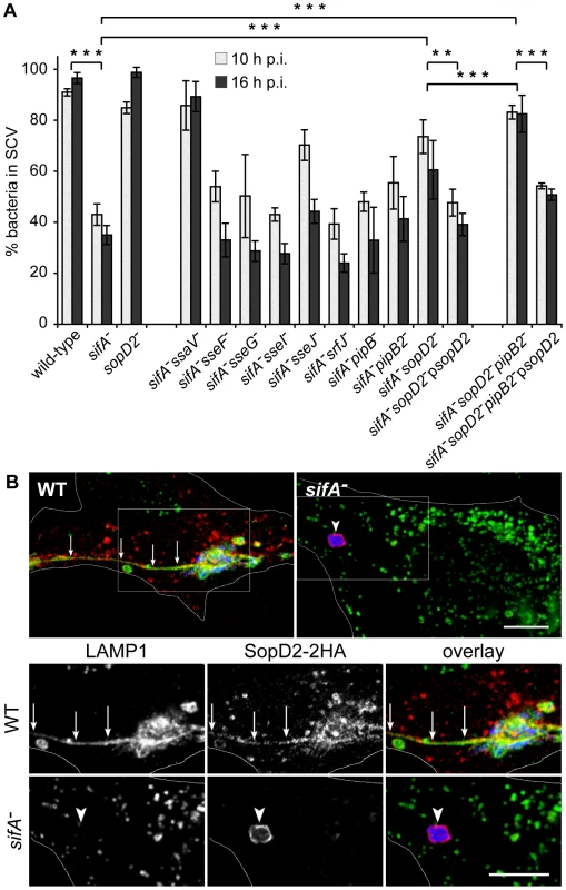 SopD2 localizes on and destabilizes <i>sifA</i><sup><b>−</b></sup> SCVs.