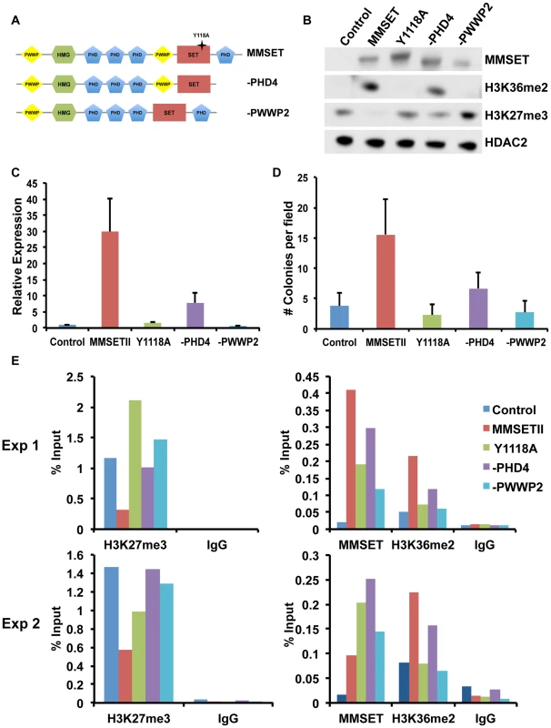 The MMSET-induced epigenetic switch depends on multiple domains.