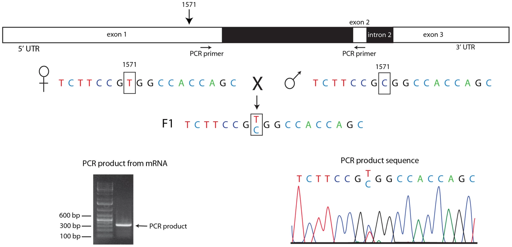 Both homologs express <i>engrailed</i> transcripts in pre-blastoderm embryos.