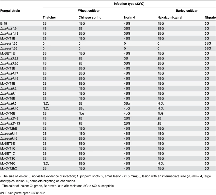 Infection types in wheat and barley cultivars inoculated with the wild type and mokmt deletion strains.