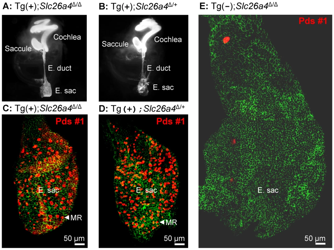 Histology and pendrin expression in the embryonic endolymphatic sac.
