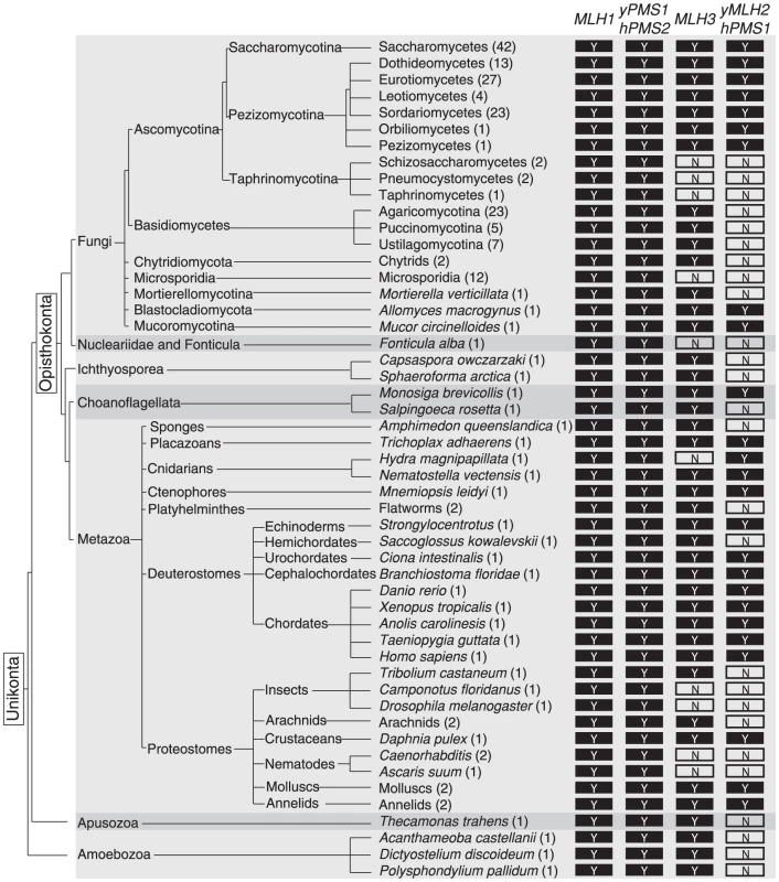 Evolutionary conservation of MutL homologs.