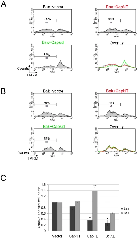 Capsid expression protects against Bax- but not Bak-induced apoptosis.