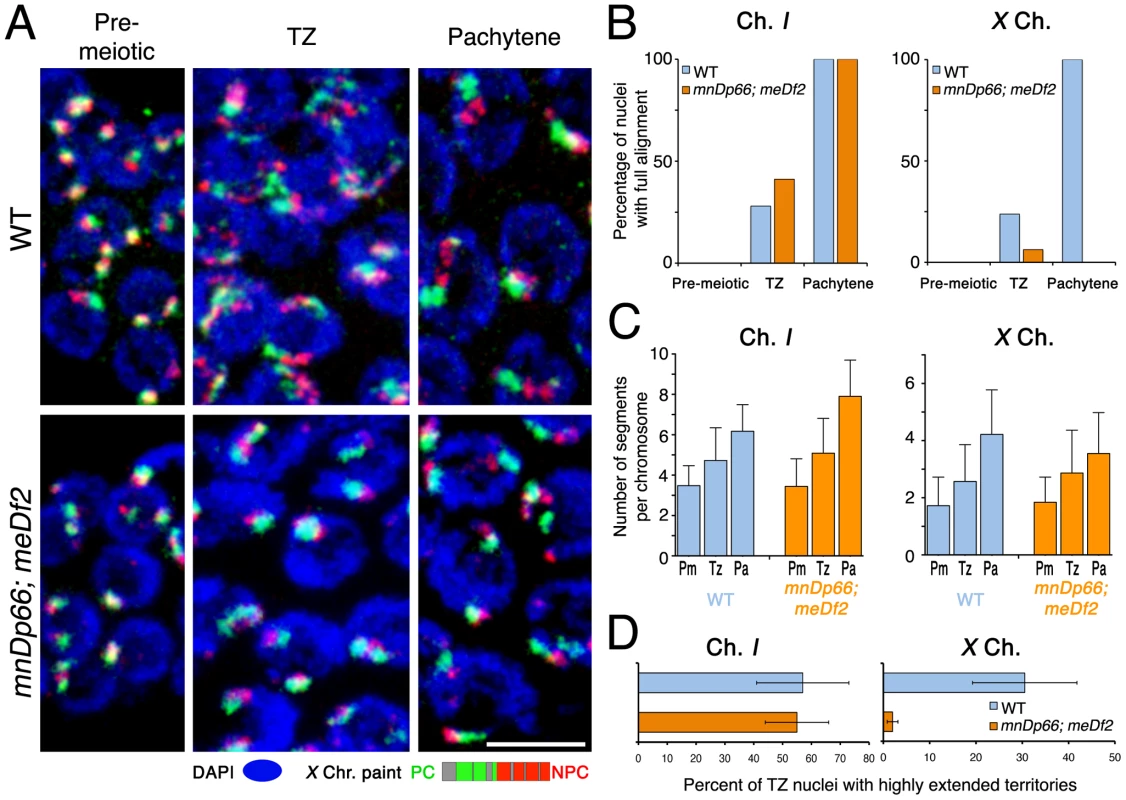 Pairing centers are required for normal longitudinal extension of the <i>X</i> chromosome territories.