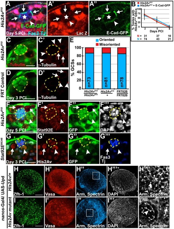 Loss of His2Av function did not cause defects in STAT dependent GSC characteristics.