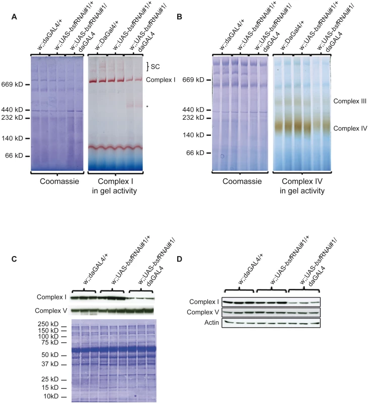 Analyses of assembled respiratory chain enzyme complexes in bsf KD larvae.