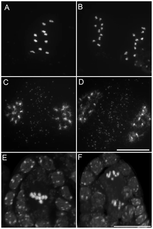 Mitosis-like division instead of meiosis, in <i>MiMe-2</i> plants.