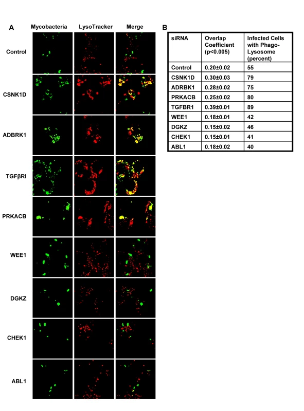 Alterations in levels of host-specific proteins influence the fate of intracellular mycobacteria.