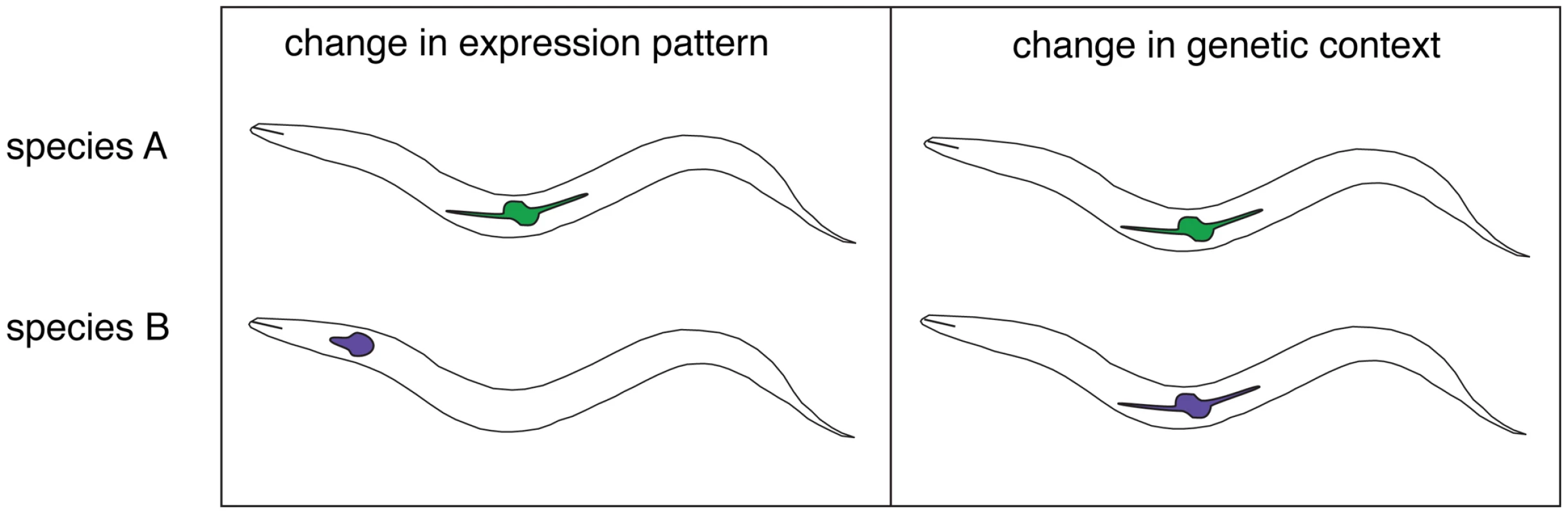 Two mechanisms for the functional divergence of orthologous genes in <i>Caenorhabiditis</i>.