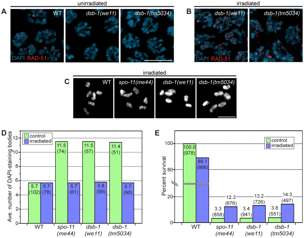<i>dsb-1</i> is required to initiate meiotic recombination.
