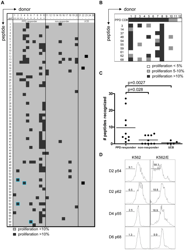 PPD responders and BCG vaccinated infants recognize predicted HLA-E binding peptides derived from Mtb.