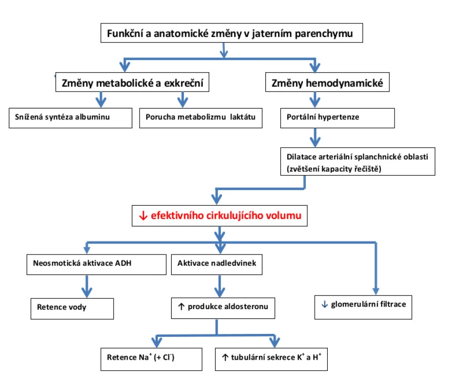 Modifikované a doplněné schéma podle Ginese a Cardenase (1)