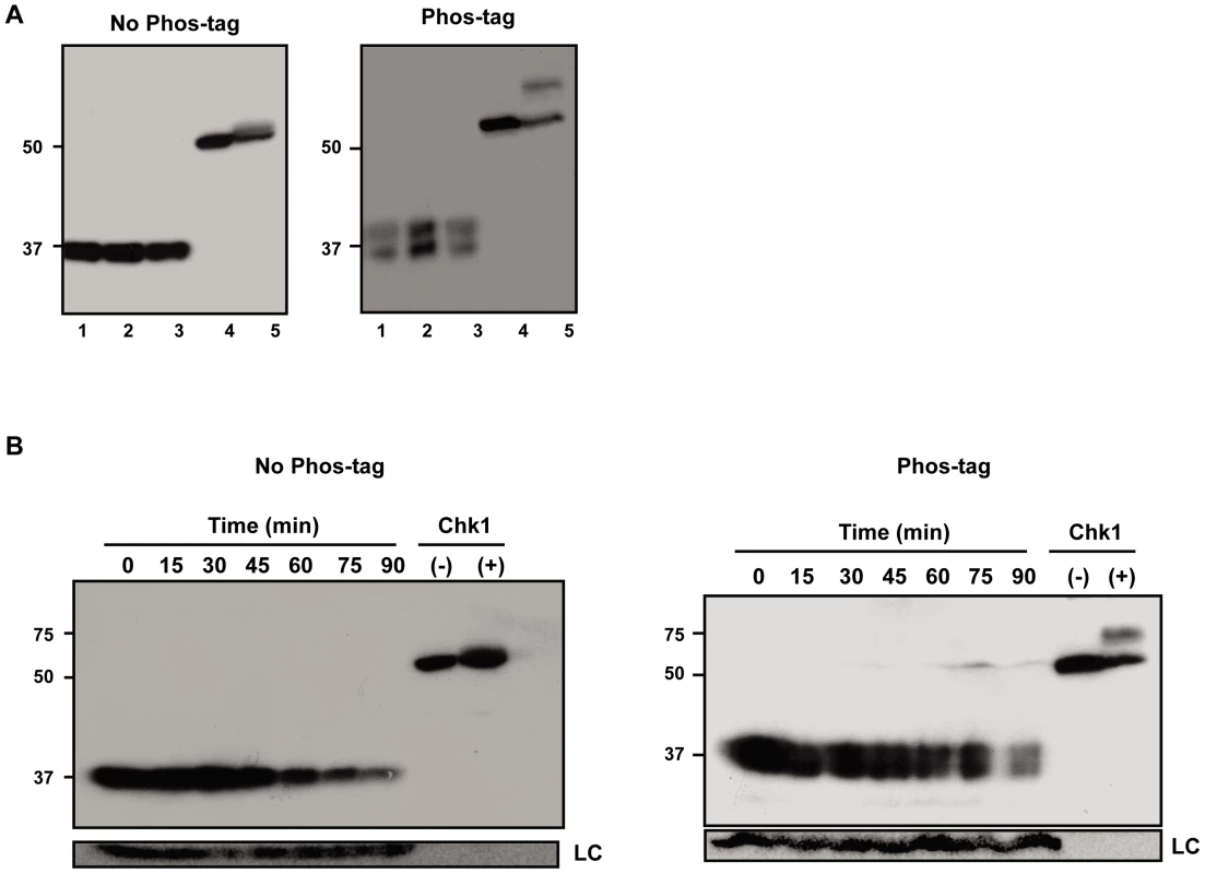 A fraction of Est3 appears to be phosphorylated, but this behavior is not cell cycle–regulated.