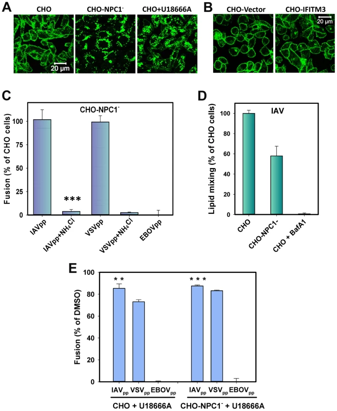 Cholesterol accumulation in endosomes of CHO cells does not inhibit viral fusion.