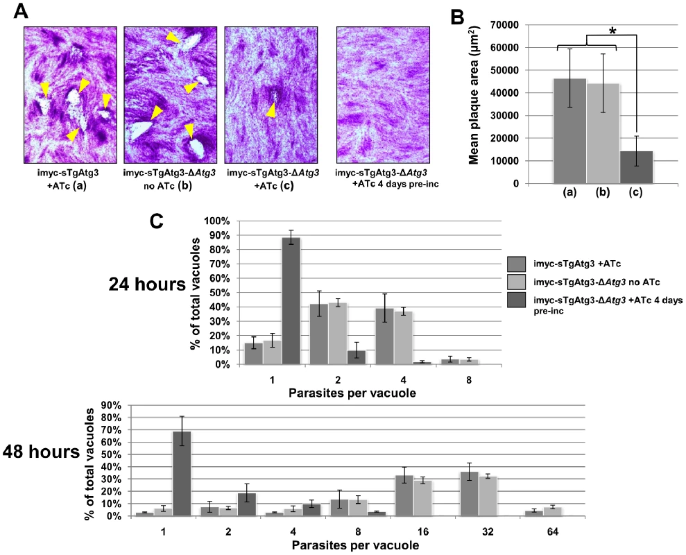 Depletion of TgAtg3 causes a growth defect for intracellular tachyzoites.