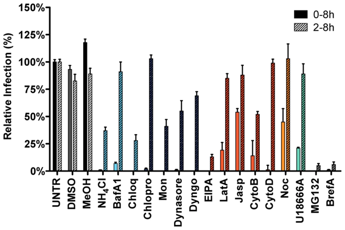 Endocytosis affecting agents indicate clathrin-mediated endocytosis and endosome maturation to be important in MHV infection.