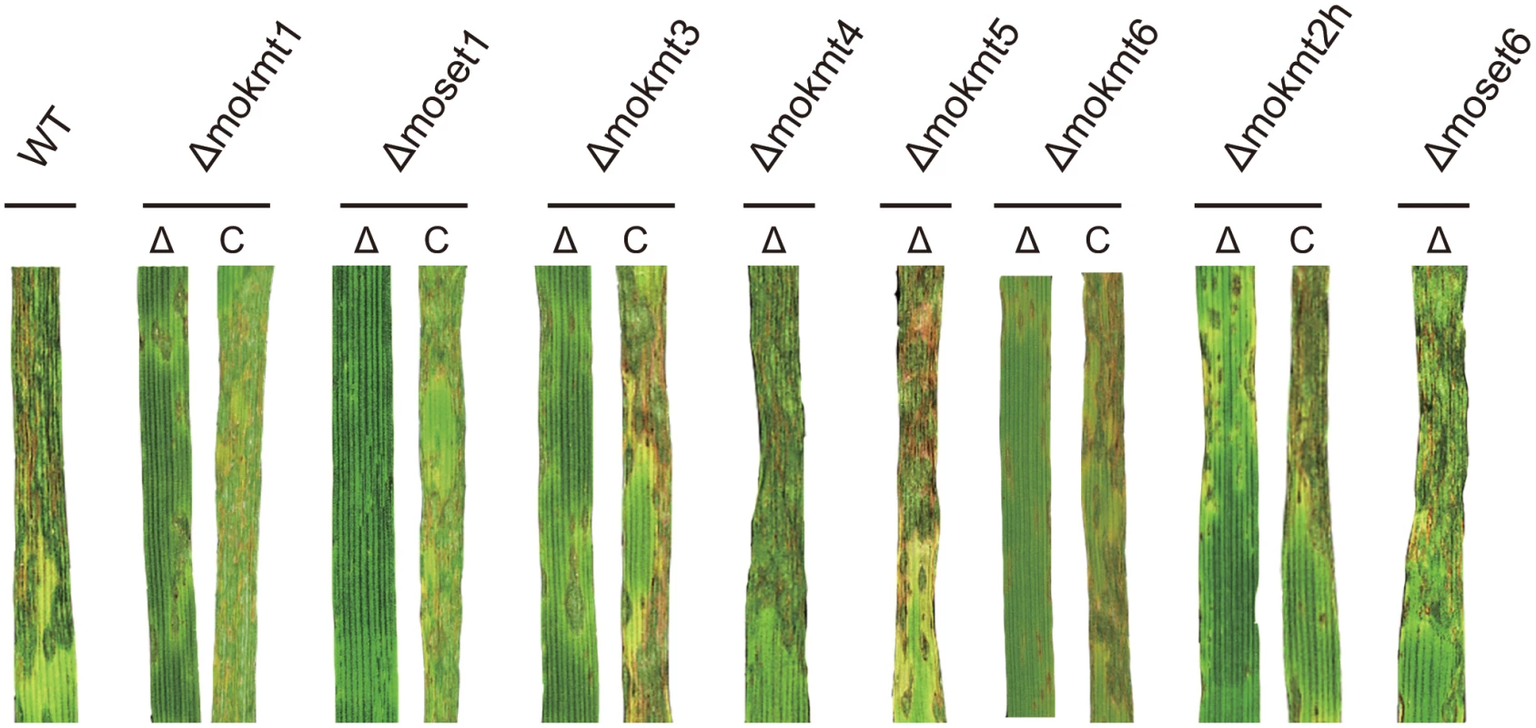 Inoculation test of KMT deletion mutants and their complemented strains.