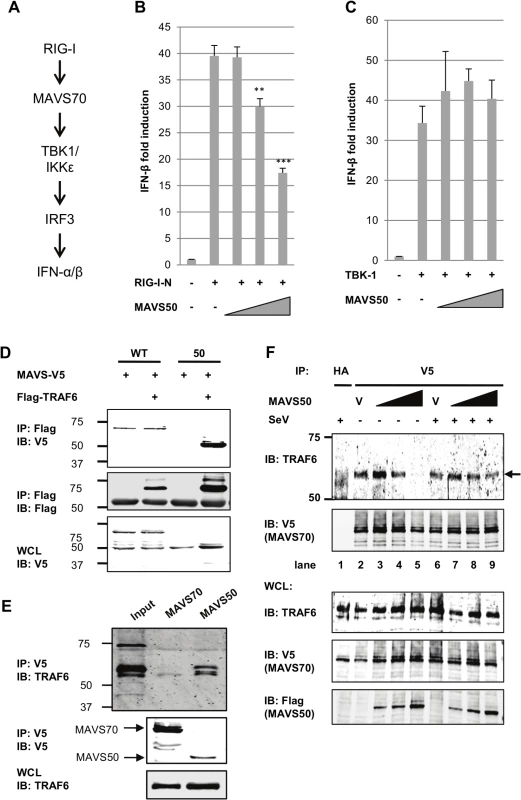 MAVS50 targets TRAF molecules to inhibit MAVS70-mediated IFN induction.