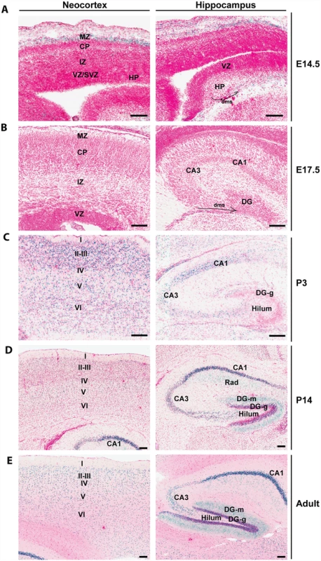 <i>Brpf1</i> expression during forebrain development.
