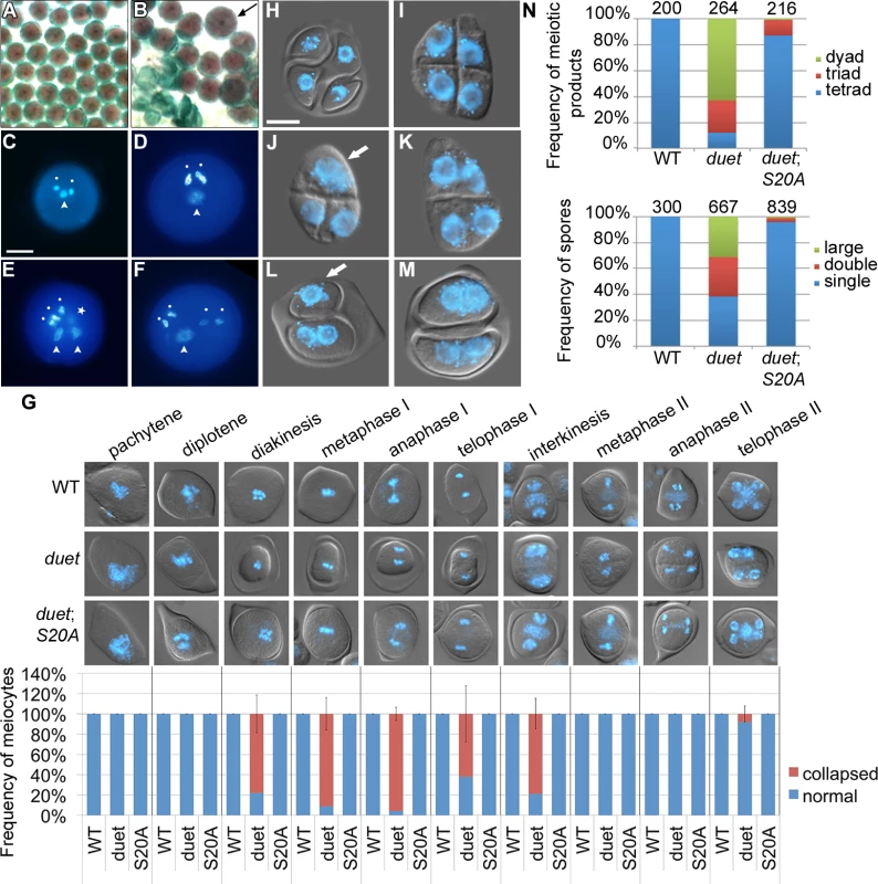 Partial complementation of <i>duet</i> reveals a role in chromosome segregation and cytokinesis.