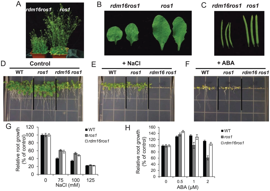Morphological and physiological defects in <i>rdm16ros1</i> compared to <i>ros1</i> mutant.