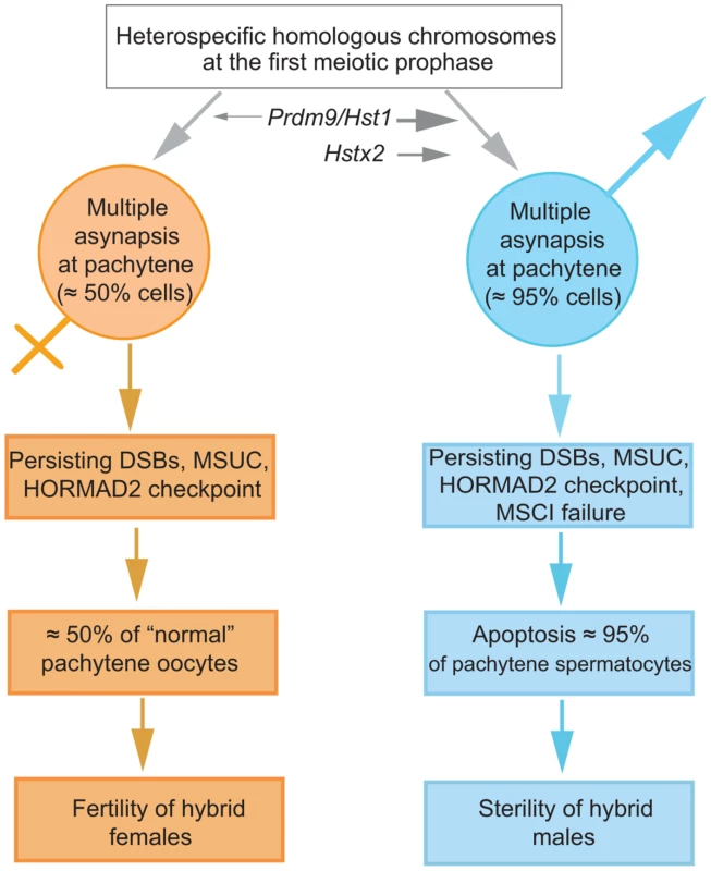 The proposed sequence of events leading to male limited sterility of intersubspecific hybrids of house mouse.