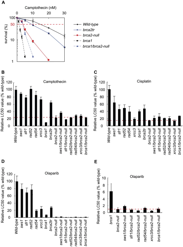 Cellular tolerance to camptothecin, cisplatin, and olaparib.