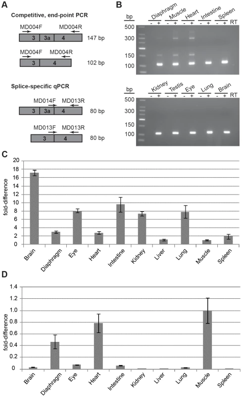 Splicing to include exon 3a into the <i>Actg1</i> transcript is tissue specific.