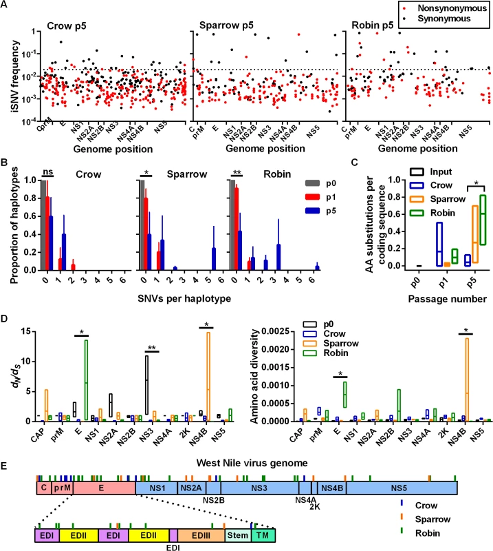 High-frequency iSNVs contribute to haplotype displacement in a bird-species dependent manner.