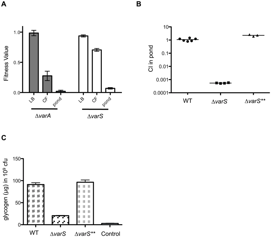 The VarS/VarA two component system regulates glycogen storage.