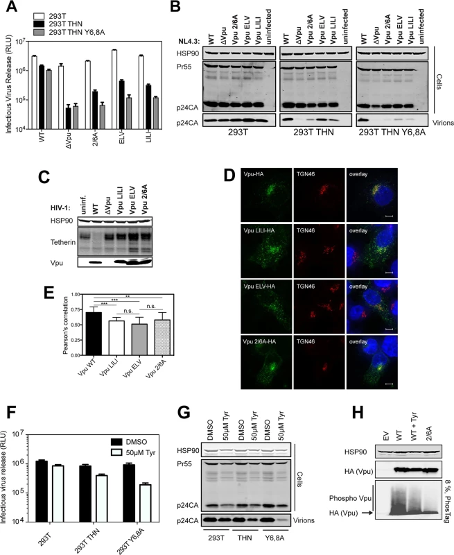 Phosphorylation-defective Vpu phenocopies trafficking mutants.