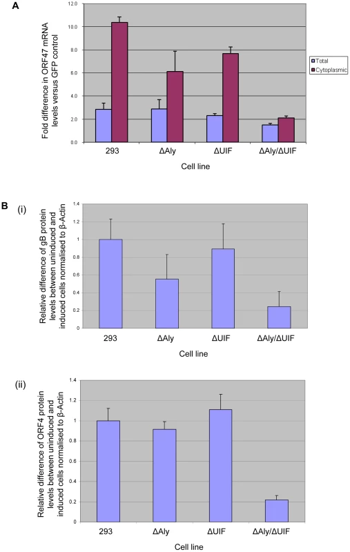 Knockdown of both Aly and UIF impairs the ability of ORF57 to export KSHV intronless mRNA from the nucleus and reduces KSHV late protein production.