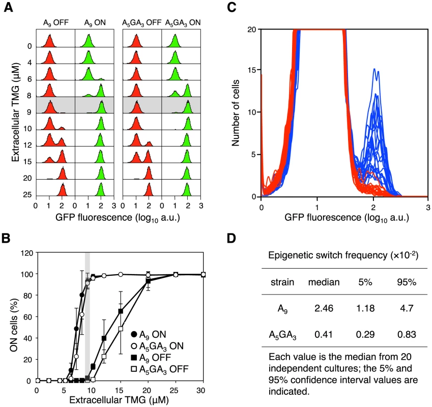 The error-prone A<sub>9</sub> run in the <i>lacI</i> transcript increases stochastic phenotypic switching.
