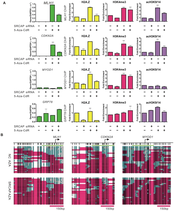 SRCAP knockdown prevents 5-Aza-CdR–induced H2A.Z deposition and nucleosome remodeling.